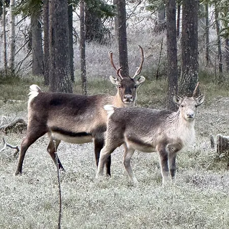 Tunturitupa In Yllaesjaervi