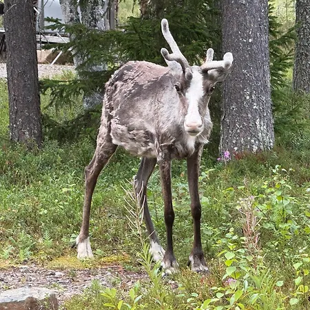 Tunturitupa In Yllaesjaervi Ferienhaus